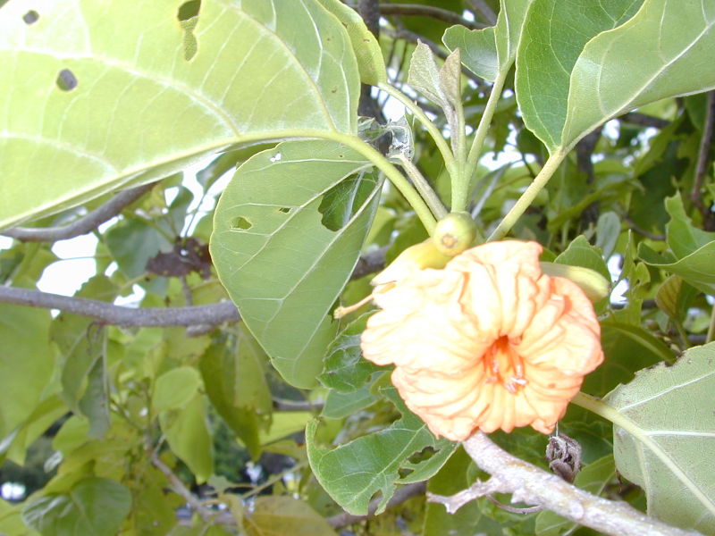 Cordia subcordata